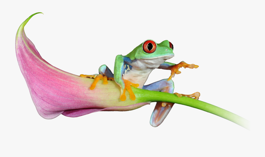 See Our Latest Website Projects - Red-eyed Tree Frog, Transparent Clipart