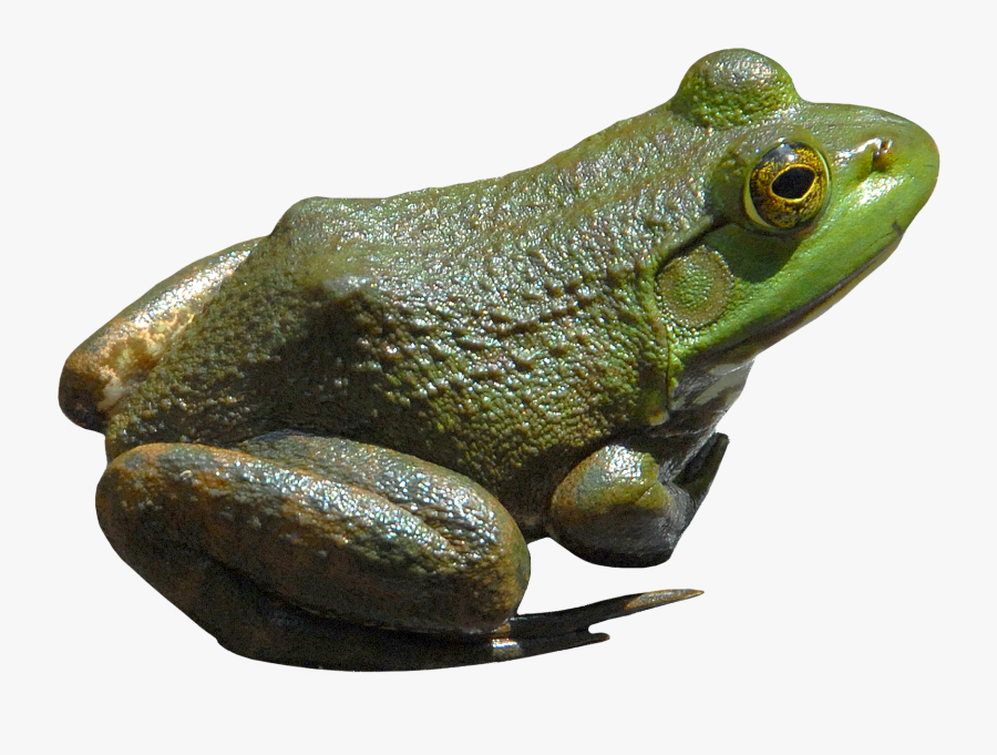 Frog - Bullfrog Png, Transparent Clipart