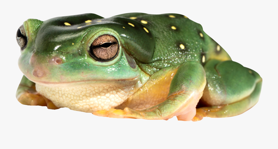 Frog - Frog Png, Transparent Clipart