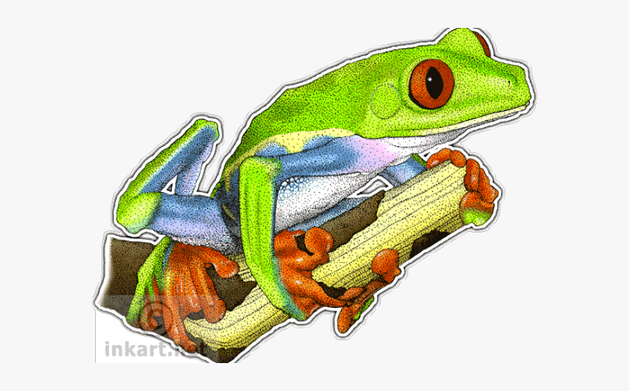 Green Frog Clipart Red Eyed Tree Frog - Red-eyed Tree Frog, Transparent Clipart