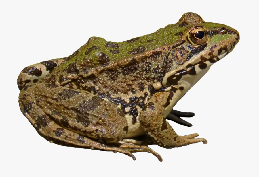 Froch Clipart - Frog Png, Transparent Clipart