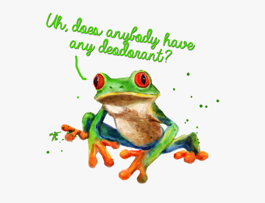 Transparent Red Eyed Tree Frog Clipart - Rana Costa Rica Png, Transparent Clipart