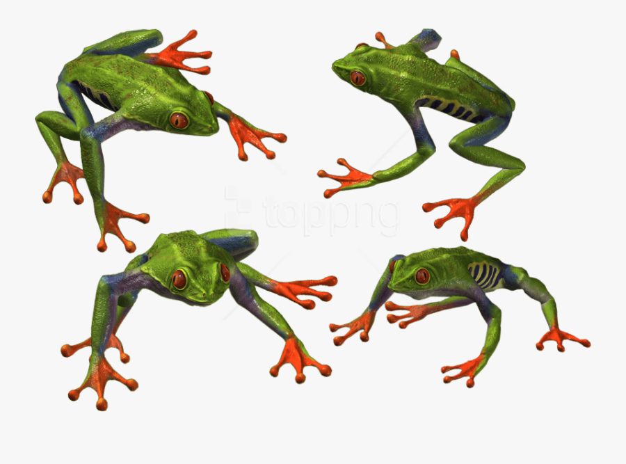 Free Png Download Frog Png Images Background Png Images - Portable Network Graphics, Transparent Clipart