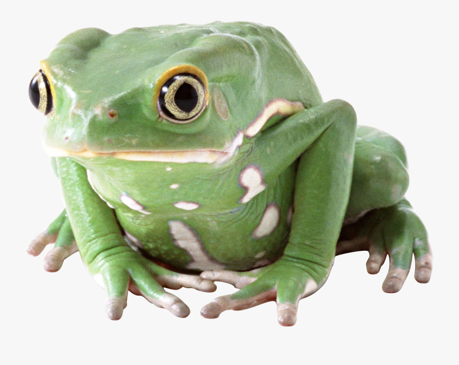 Tree Frog Png, Transparent Clipart
