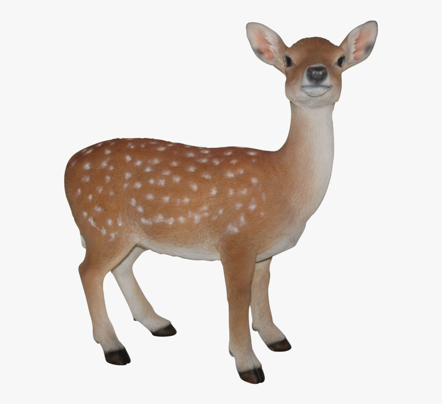Baby Deer Images Hd, Transparent Clipart