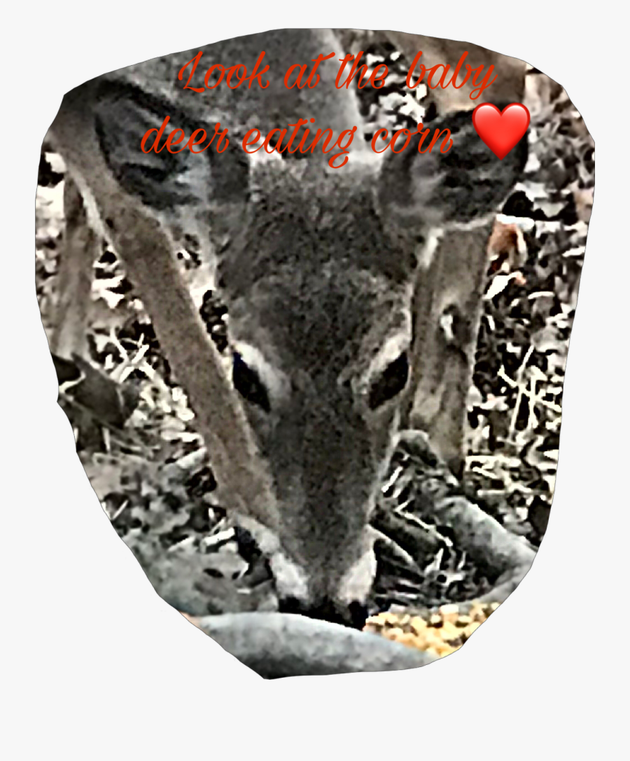 Transparent Baby Deer Clipart - Sheep, Transparent Clipart