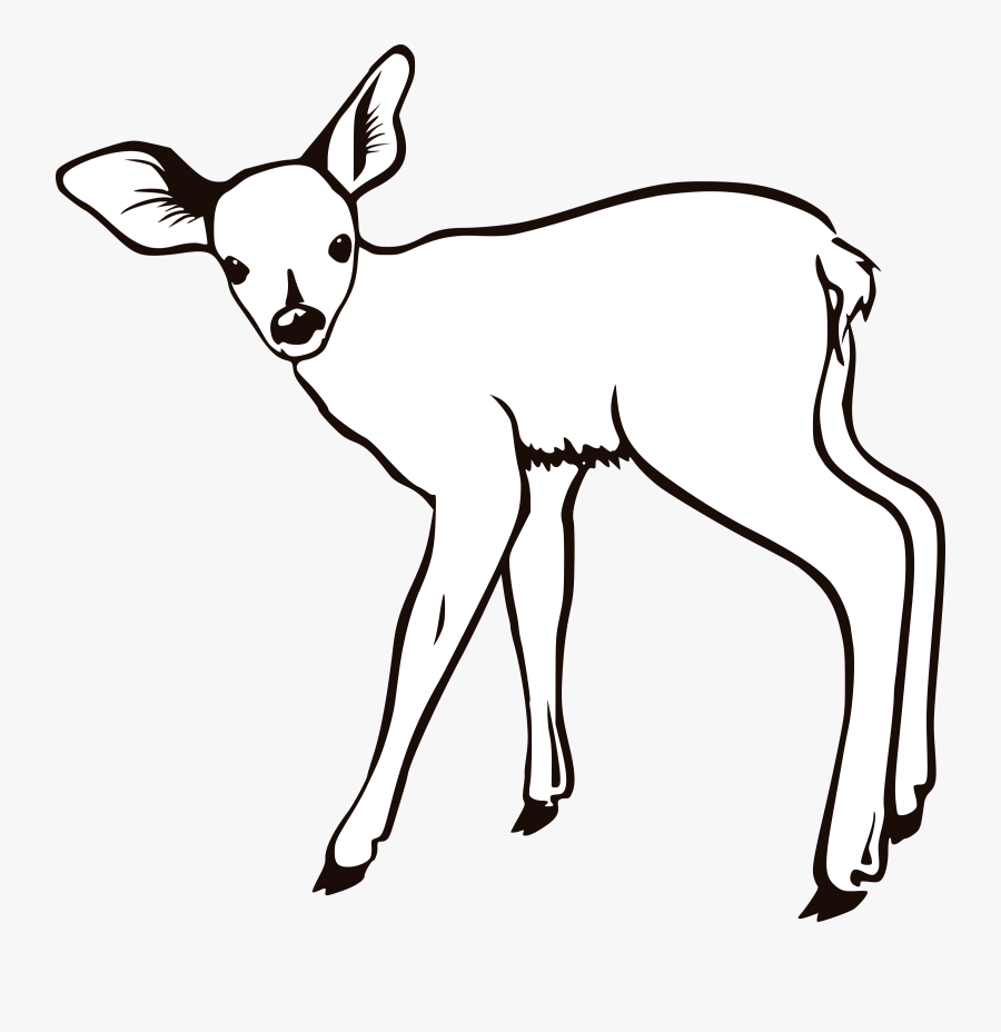 Baby Deer Coloring Pages - Deer Outline, Transparent Clipart