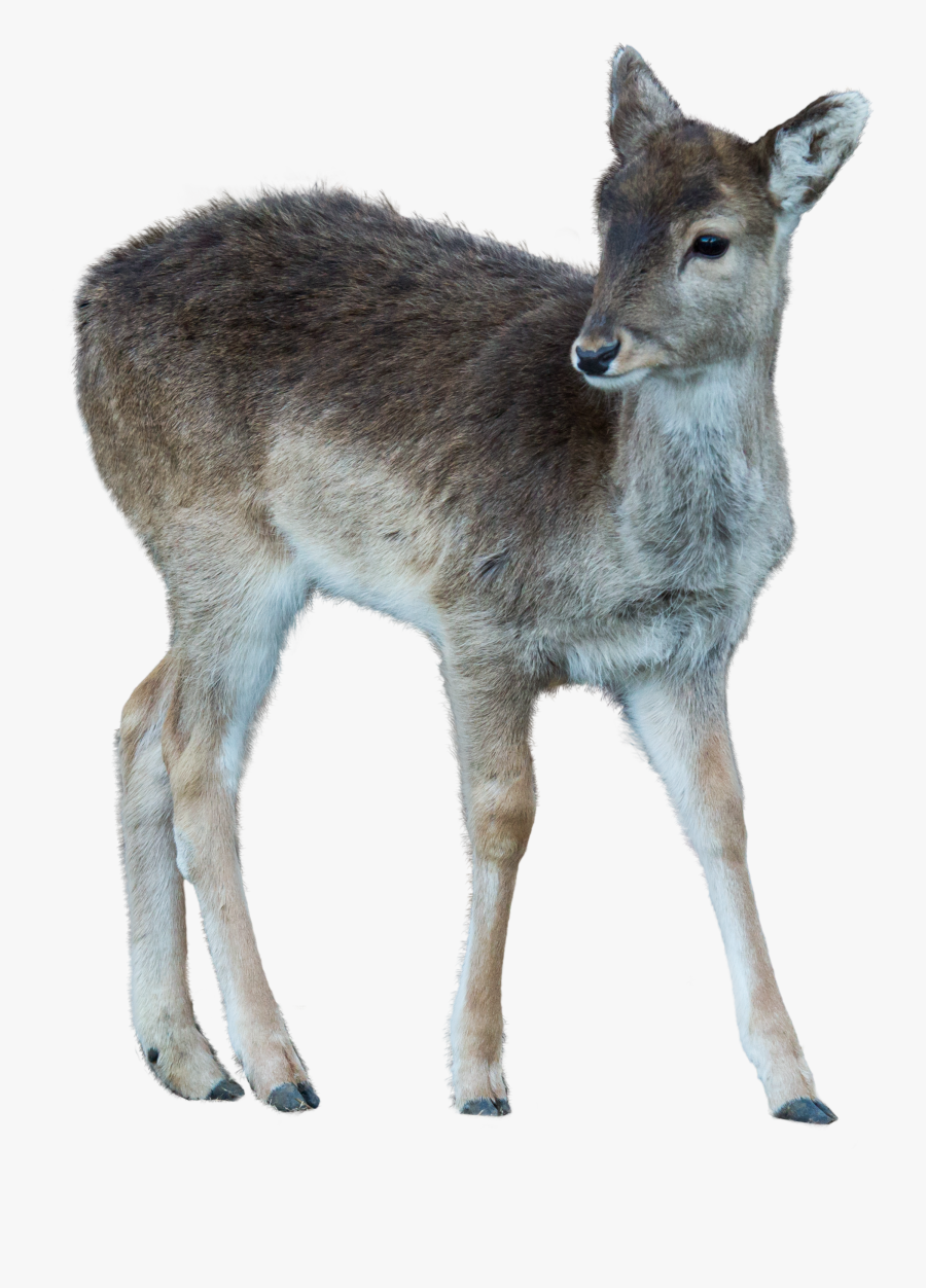 Clip Art Baby Deer Pic - Baby Deer Png, Transparent Clipart