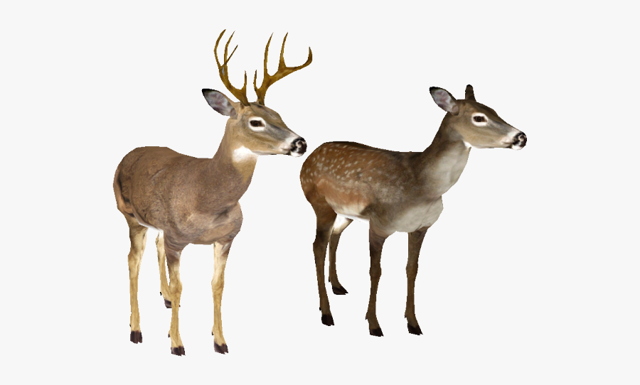 White Tailed Deer No Background, Transparent Clipart