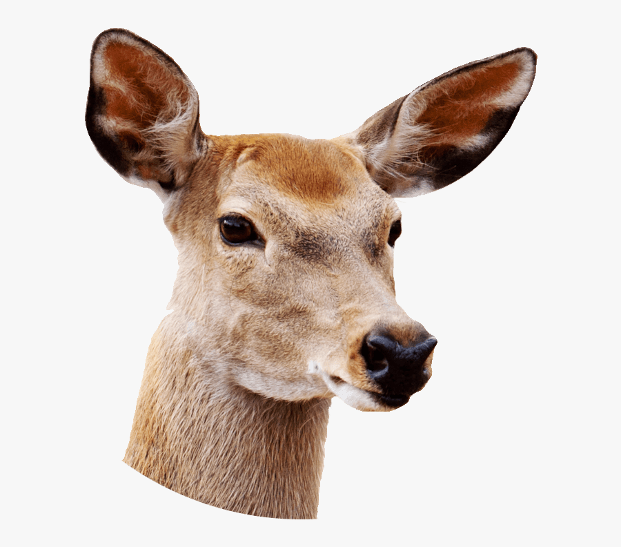 Female Deer Close Up - Deer With White Background, Transparent Clipart
