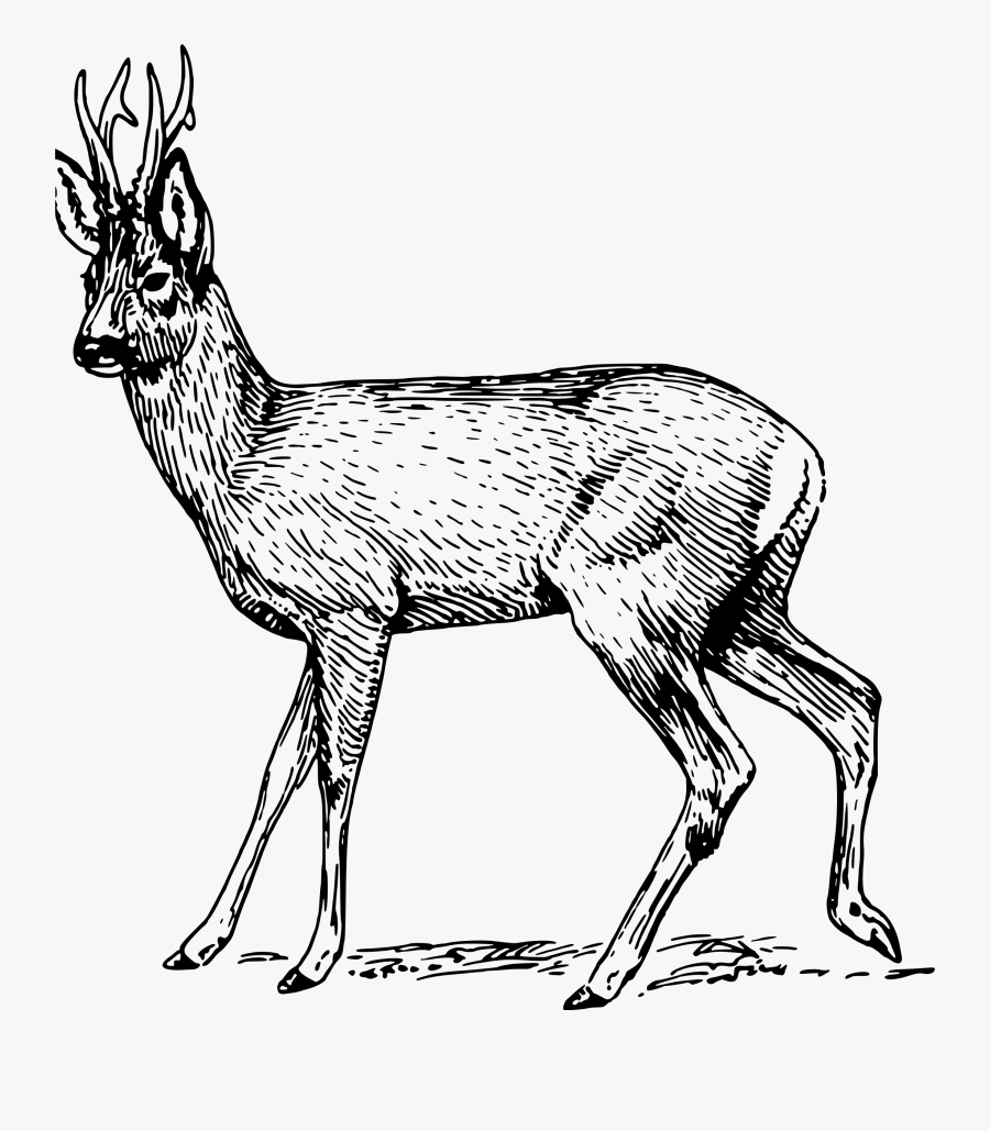 Collection Of Free Drawing Deers Baby Deer Download - Roe Deer Black And White, Transparent Clipart