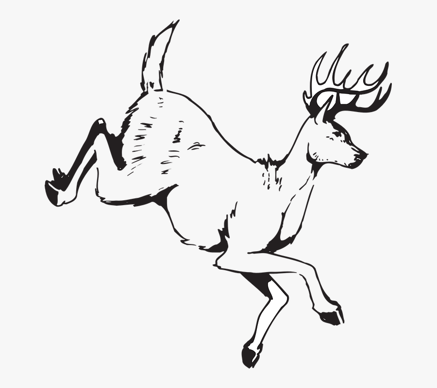 Deer, Jumping, Animal, Antlers, Wildlife - Run Deer Clipart Black And White, Transparent Clipart