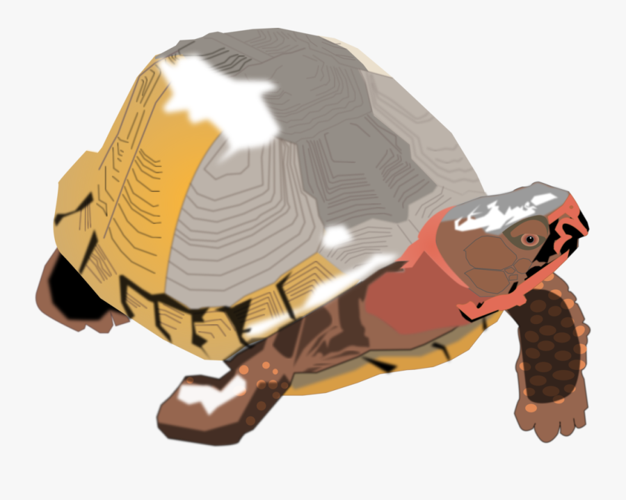 Turtle,reptile,tortoise - Turtle, Transparent Clipart