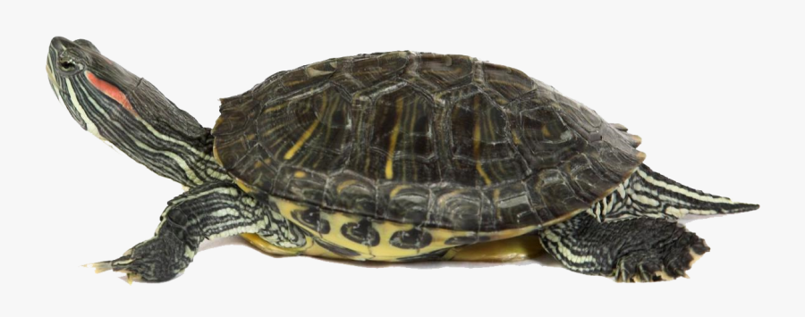 Red Eared Slider Png, Transparent Clipart