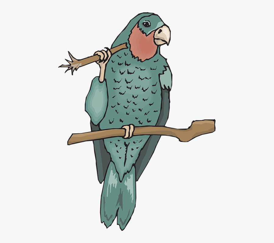 Bird, Branch, Wings, Parrot, Beak, Claws, Amazon, Twig - Amazon Coloring Pages, Transparent Clipart