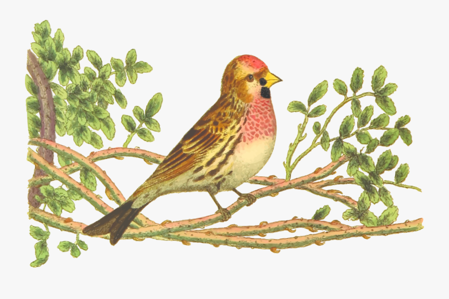Perching Bird,house Finch,finch - Drawing Bird With Color, Transparent Clipart