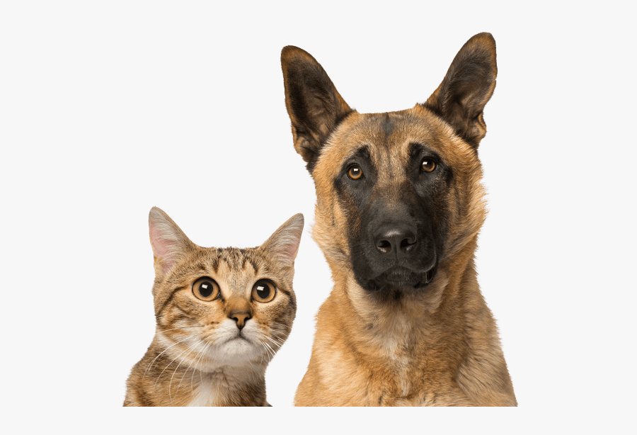 Old German Shepherd Dog, Transparent Clipart