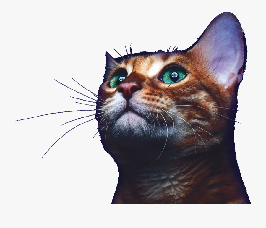 Transparent Veterinarians Clipart - High Resolution Cat Photography, Transparent Clipart