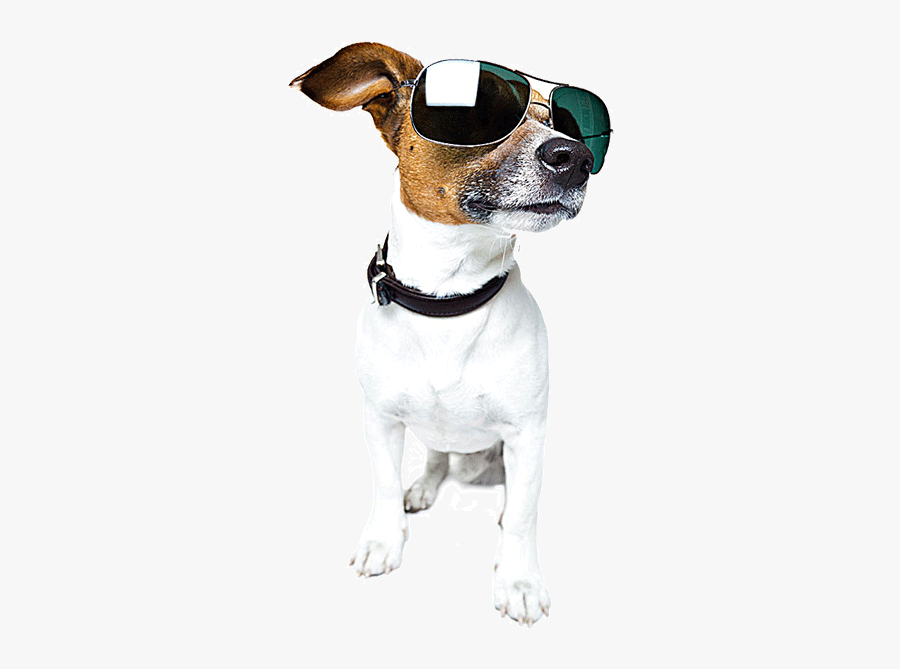 Wearing Shepherd Walking Sunglasses Sitting German - Dog With Sunglasses No Background, Transparent Clipart