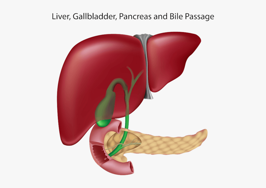 Liver Clipart Pancreas - Liver Gallbladder Pancreas, Transparent Clipart