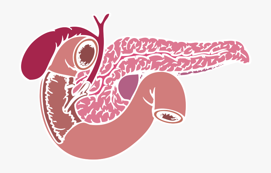 Cartoon Pancreas Transparent Background, Hd Png Download - Pancreas Clipart Png, Transparent Clipart