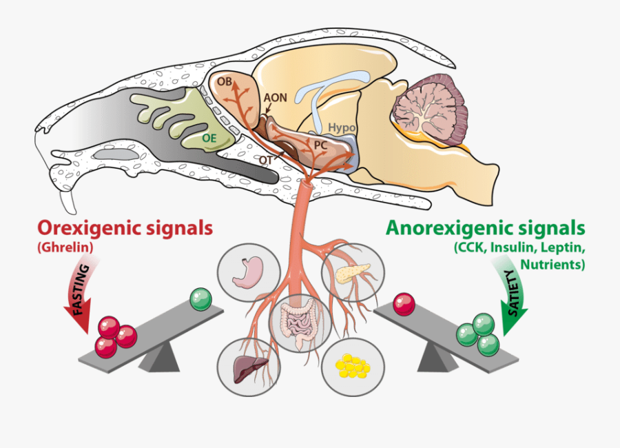 The Olfactory System Is - Mouse Olfactory System, Transparent Clipart