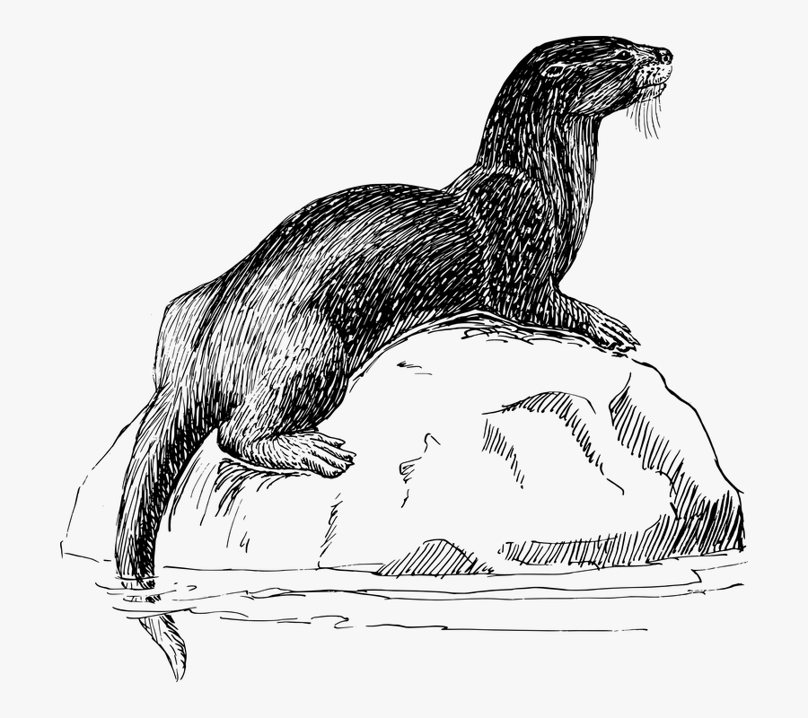 Otter, Sea Otter, Animal, Biology, Mammal, Zoology - Animal Fun Facts Printable, Transparent Clipart