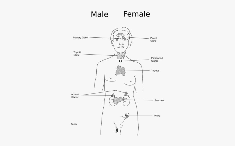 Art,monochrome Photography,text - Sketch, Transparent Clipart