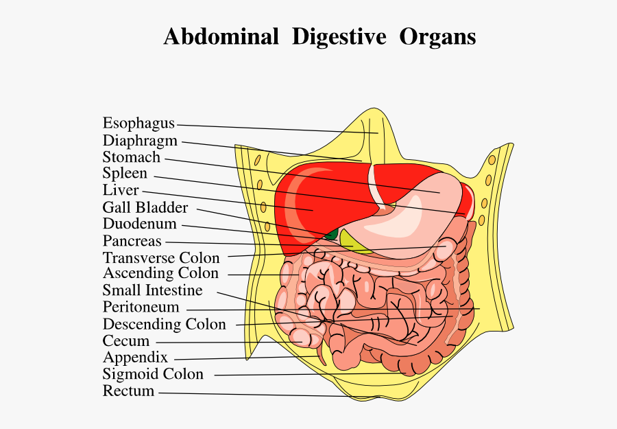 Digestive Organs Medical Diagram Clip Art Free Vector - Correctly Order The Pathway Food Takes Through, Transparent Clipart