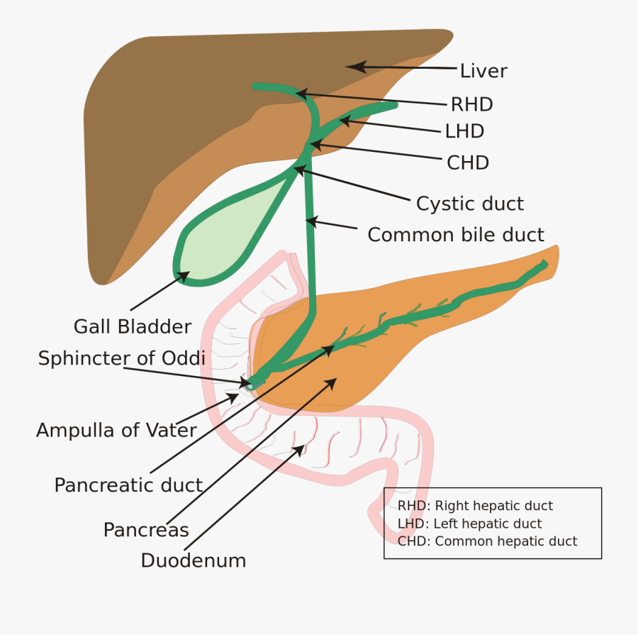 Liver Clipart Gallbladder - Extrahepatic Biliary System, Transparent Clipart