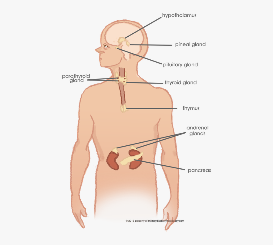 Clip Art Endocrine System Images - Endocrine System School Appropriate, Transparent Clipart
