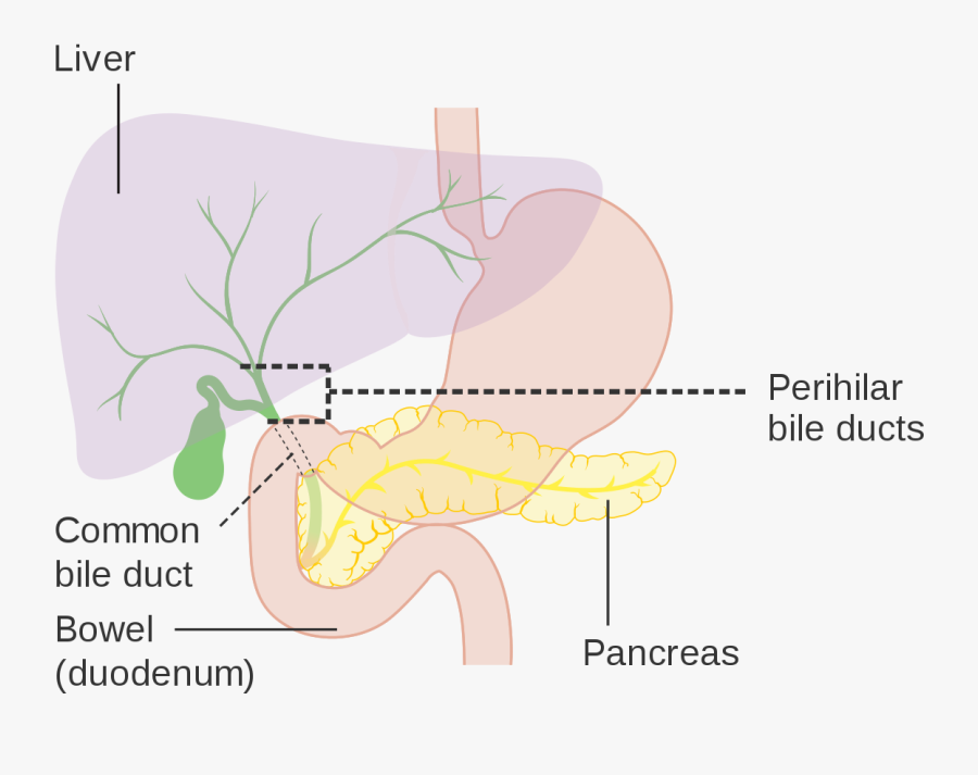 Biliary Tract Wikipedia - Does The Digestive System Maintain Homeostasis, Transparent Clipart