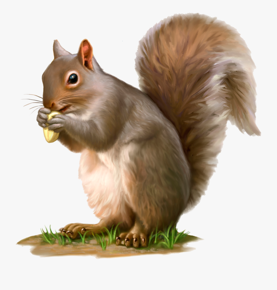 Squirrel, Transparent Clipart