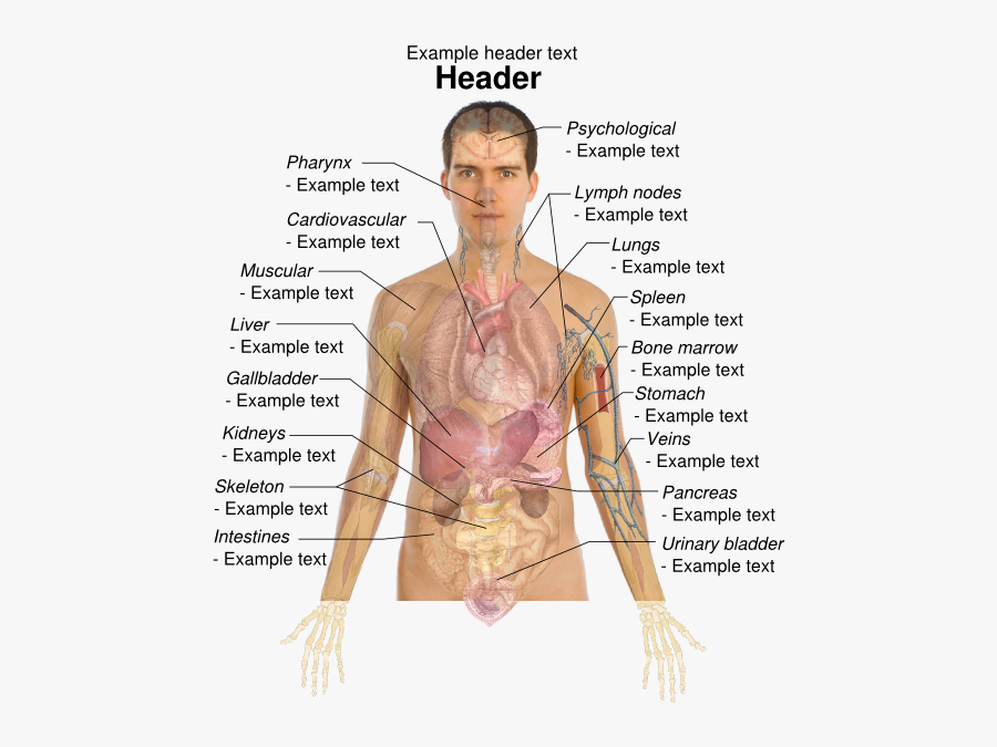 Organs Position In The Body, Transparent Clipart