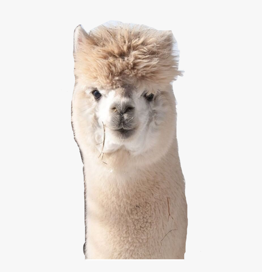 Largest Collection Of Free To Edit Alpaca@pineapple - Alpaca, Transparent Clipart