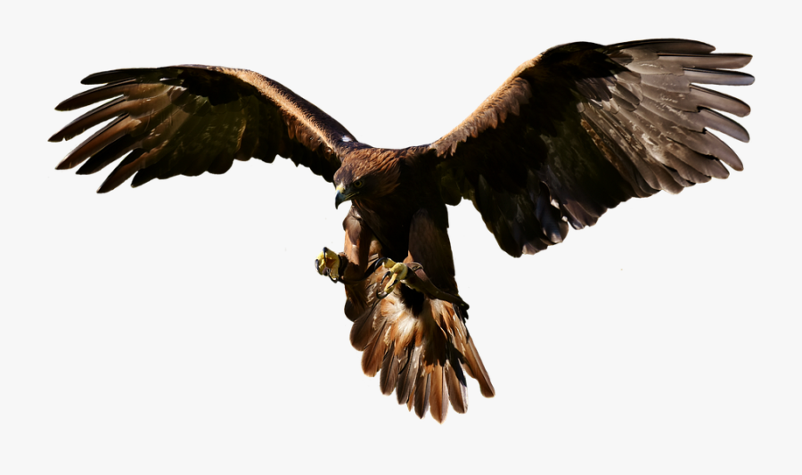 Roofvogel Png, Transparent Clipart