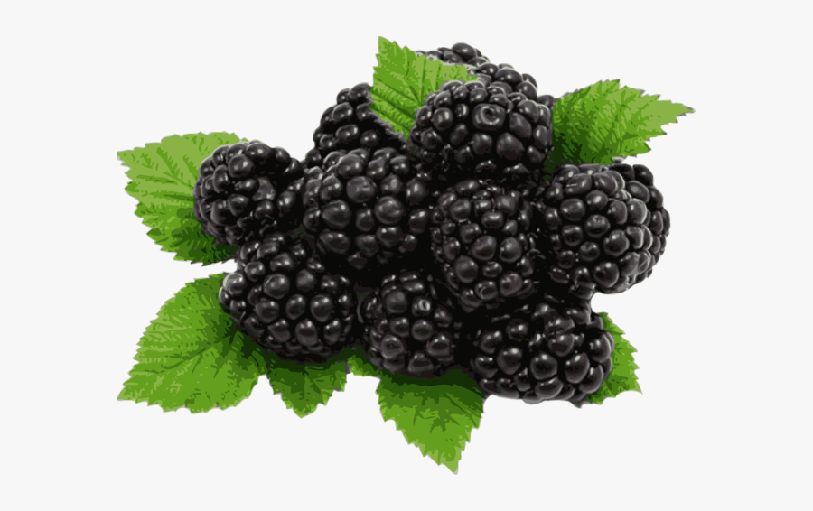 Information And Clip Art About Blackberry Winter - Blackberries Png, Transparent Clipart