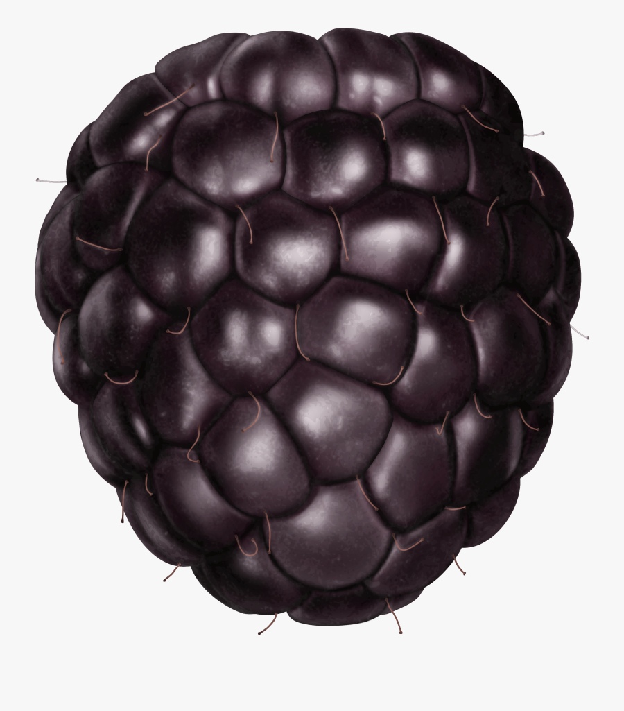 Transparent Blackberry Png Clipart Picture - Blackberry Fruit Transparent, Transparent Clipart