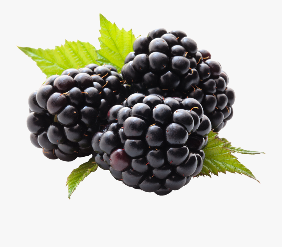 Free Png Blackberry Fruit Images Transparent Backgrounds - Health Benefits For Blackberry, Transparent Clipart