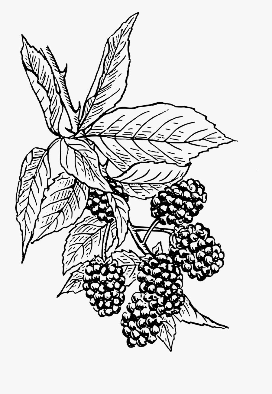 Blackberry - Blackberry Clip Art, Transparent Clipart