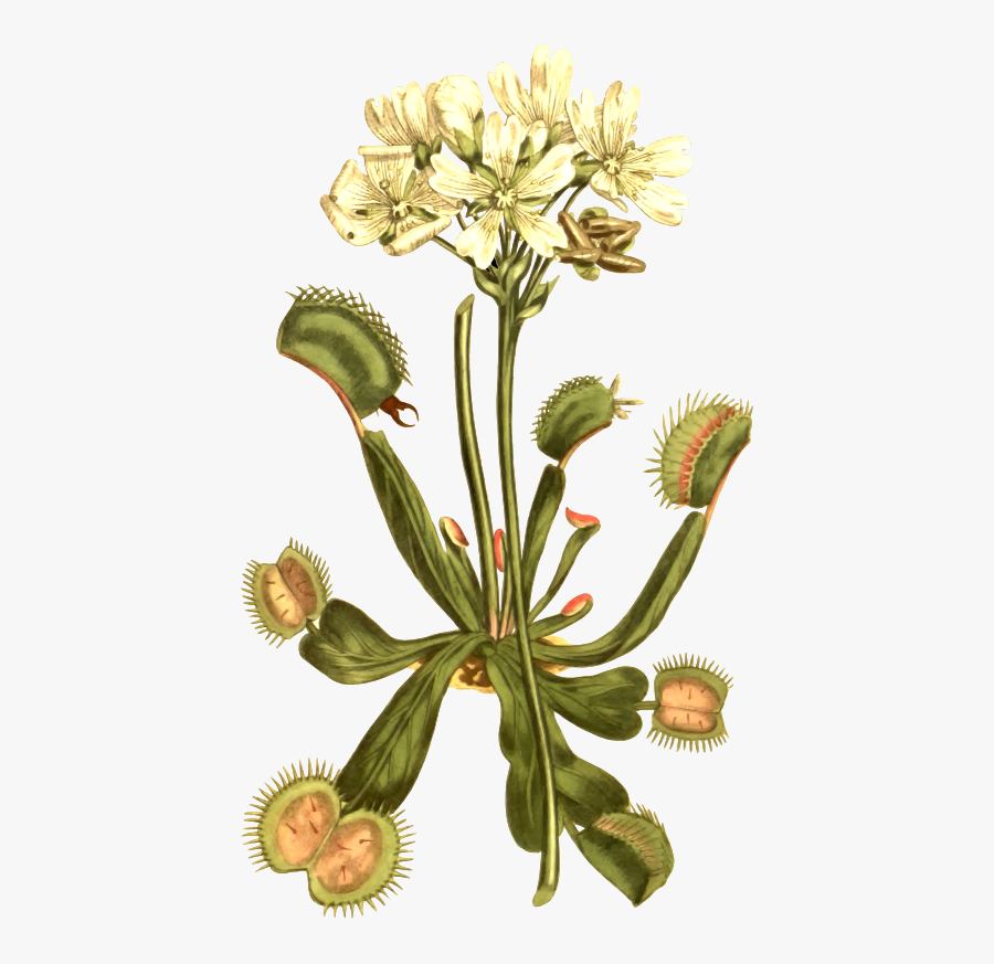 Venus Fly Trap Illustration, Transparent Clipart