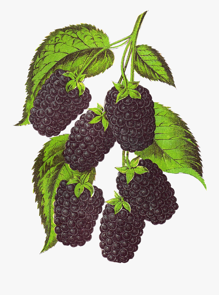 Blackberry Tree Png Free, Transparent Clipart