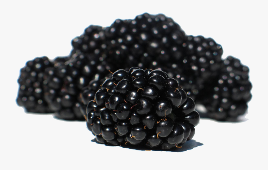Blackberry Fruit Png Transparent Images - Black Berry Transparent, Transparent Clipart