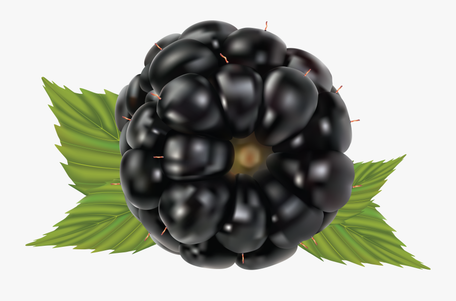 Brombeere Png, Transparent Clipart
