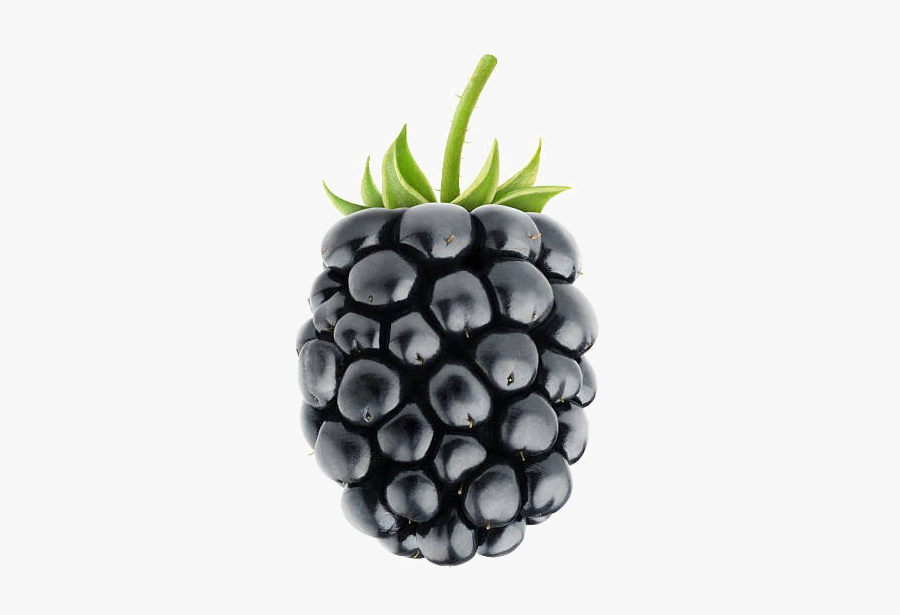 Blackberry Fruit Png Image Background - Fruit Blackberry, Transparent Clipart
