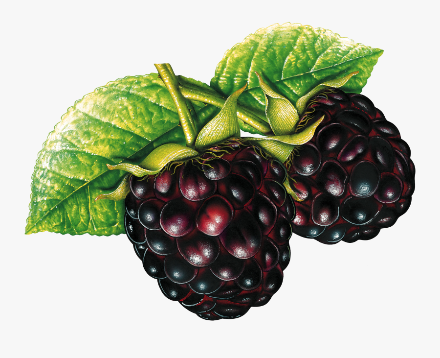 Blackberry Png - Fruit Clipart, Transparent Clipart