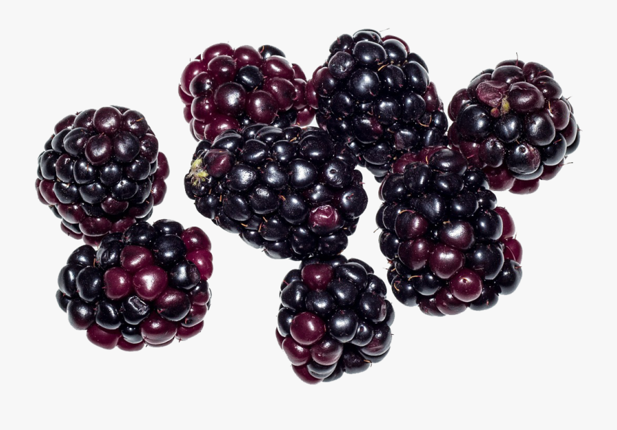 Blackberry Fruit Png Image - Boysenberry Transparent, Transparent Clipart