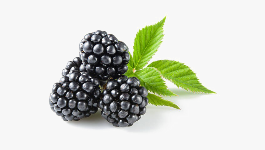 Blackberry Fruit Png Transparent Images - Berries On Keto, Transparent Clipart