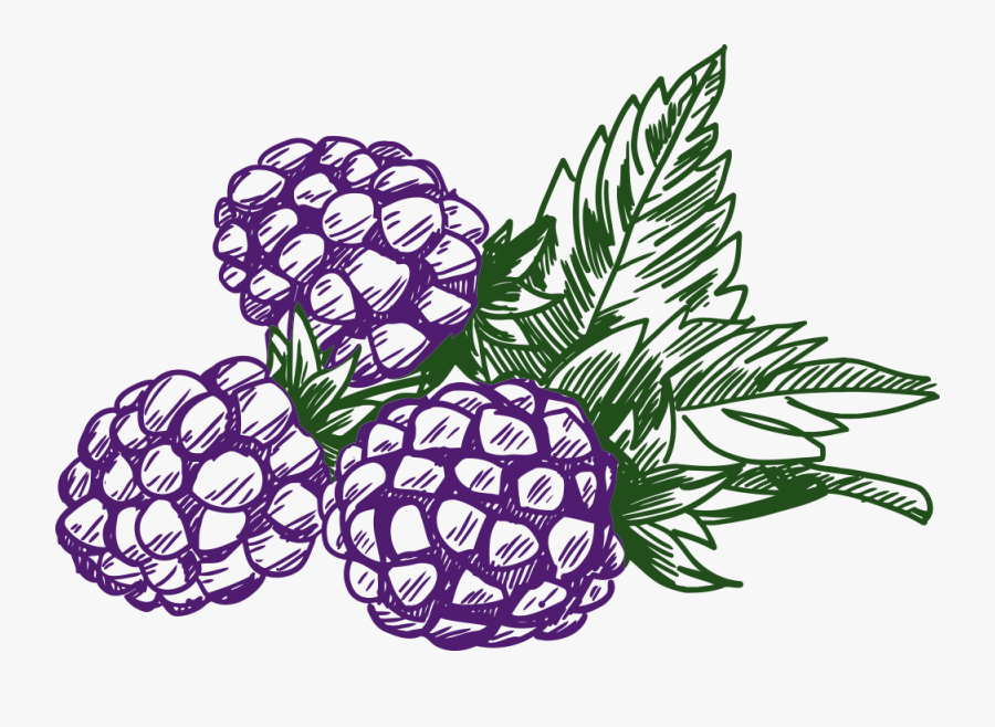 Blackberry - Berries Clipart Black And White, Transparent Clipart