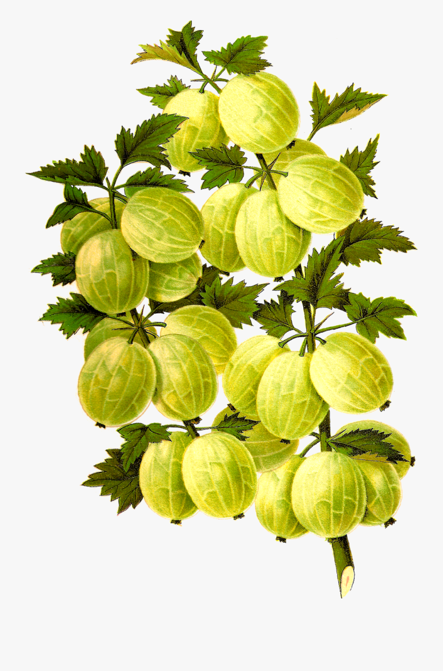 Amla With Leaf Png Hd, Transparent Clipart